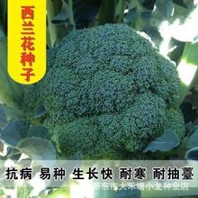 ���m���N�� �ļ���Ҭ�˾G��ʯ�߲˷N���Ӹ߻���˷N�ͺ��߮a