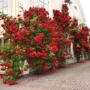 庭院攀援植物浓香花苗