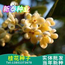 �𻨷N��ͥԺ�̨���Ի��N�Ӷ��������ܷN���S��𻨷N�ӷ�������