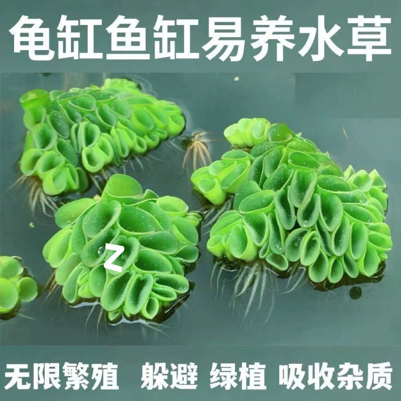 Водный гиацинт, утинок, водяная лилия, водные растения для ландшафтного дизайна аквариума, очистки воды, разведения рыбы и черепах, настоящие водные растения для гидропоники.