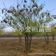 �������� ���ǘ� ���v ������ǘ� Ҏ���Rȫ �е���@�^�G��