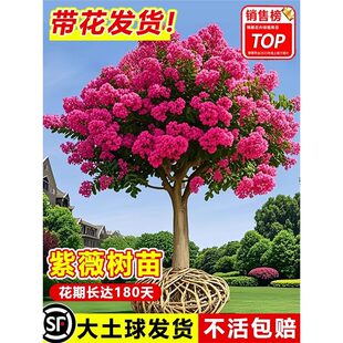 ��ޱ������ͥԺ�����Ϙ��e�������·�G��ֲ����ռt�����L�����