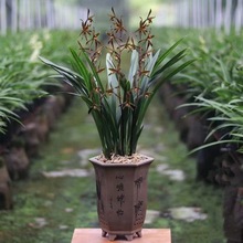 兰花盆栽浓香墨兰建兰四季兰花苗带花苞室内客厅四季开花卉好养活