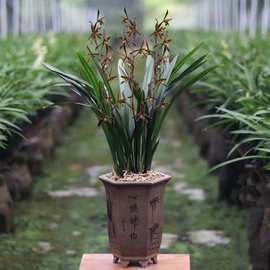 兰花盆栽浓香墨兰建兰四季兰花苗带花苞室内客厅四季开花卉好养活