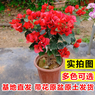 ����÷���Ԏ����G��������ذ��ļ��_�����̨ͥԺ�ͺ����پGֲ��