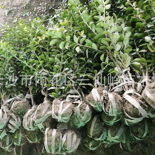 ���~�S�����l ���~�S��G�h�� �������S��G�h������ړ�ͥԺ����