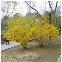 连翘花树苗庭院绿化工程苗木黄花条金钟花黄老虎小苗迎春花树苗木