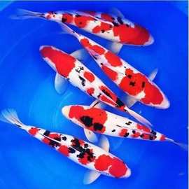 锦鲤鱼大正红白三色鱼批发淡水鱼苗好养冷水观赏鱼厂家批发亚马逊