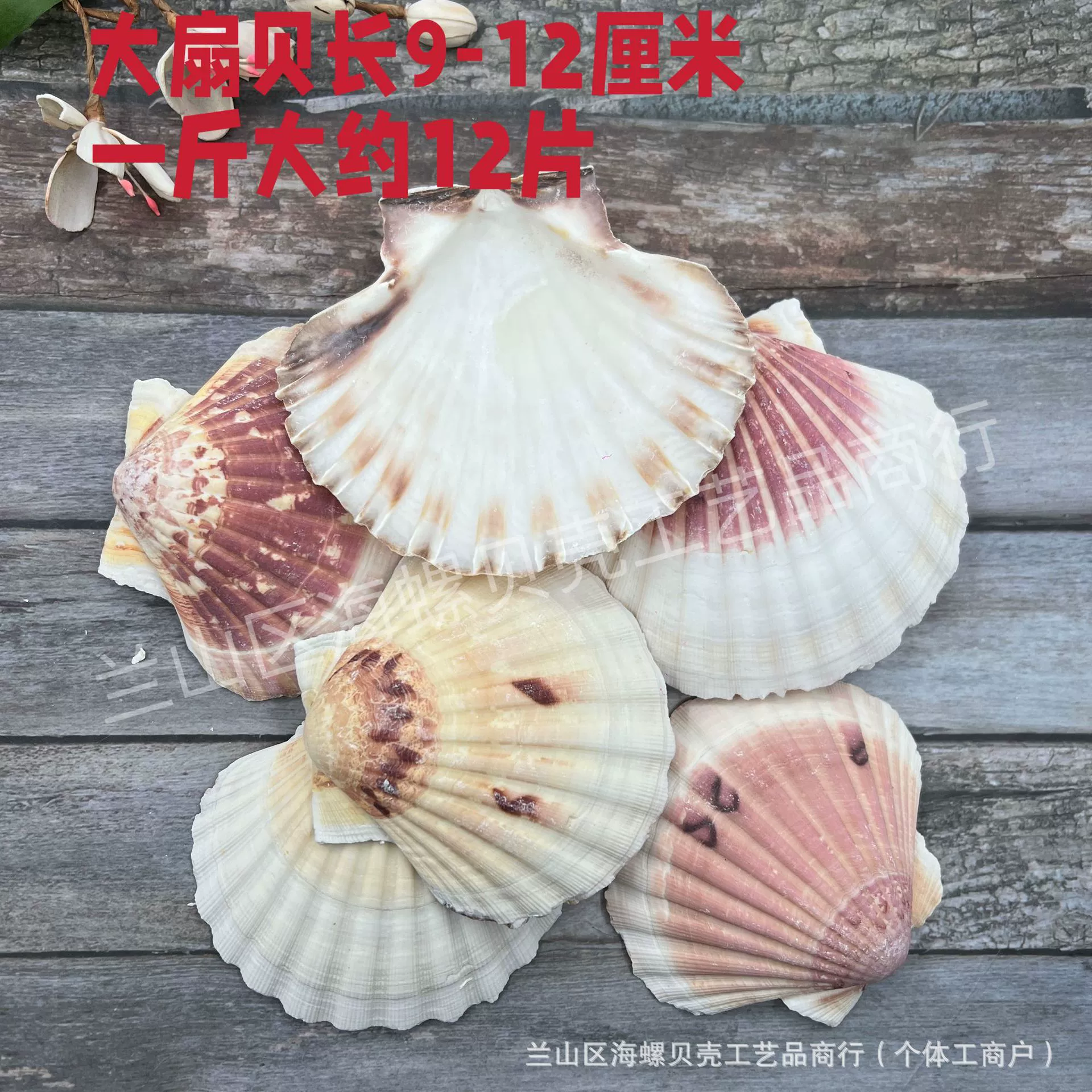 Shell Natural Shell Conch Stars Drifting Bottle Shell Crafts Wholesale Diy Handmade Shell Materials