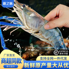 生冻罗氏虾鲜活冷冻特大号淡水河沼虾商用大头虾淡水虾餐饮批发