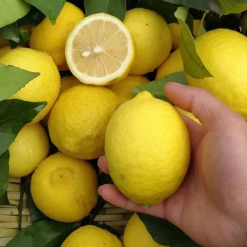Парфюмерные семена лимона, зеленые семена лимона, горшечные балконные комнатные недавно уроженцы фруктовых деревьев, северные и южные фруктовые деревья.