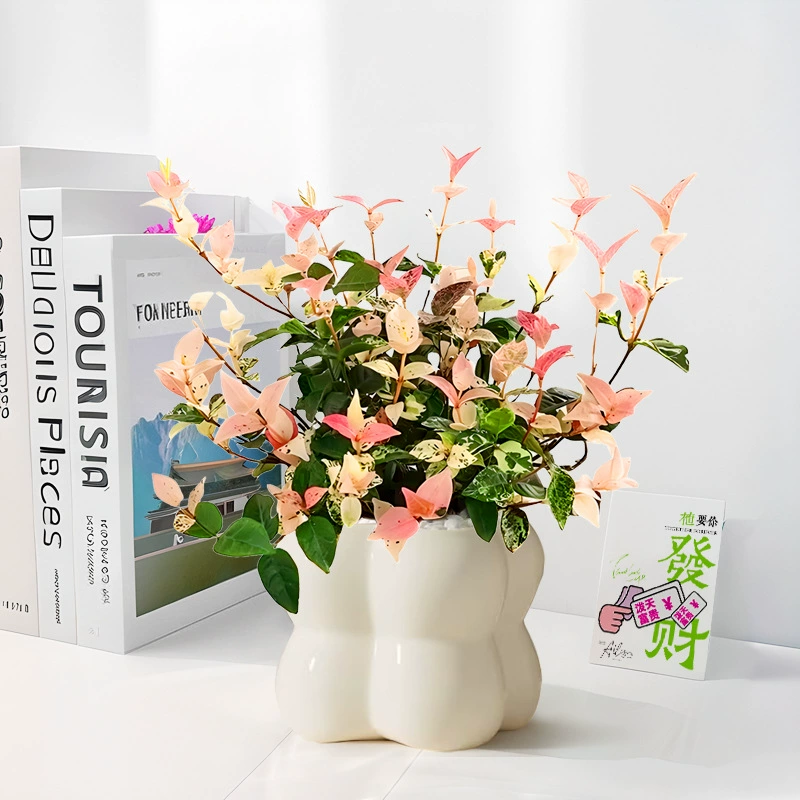 Настольные зеленые растения, цветы и листья в горшках, офисные растения, комнатные растения, которые легко кормить, очищают воздух и поглощают формальдегид.