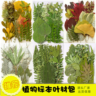 Real Leaves Plant Specimen Kindergarten Handmade Stickers Dried Flowers Embossed DIY Material Bag Photo Face Decoration
