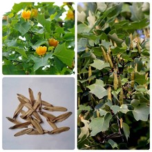 优质马褂木种子 鹅掌楸种子 双飘树种子林木种子量大优惠高出芽率