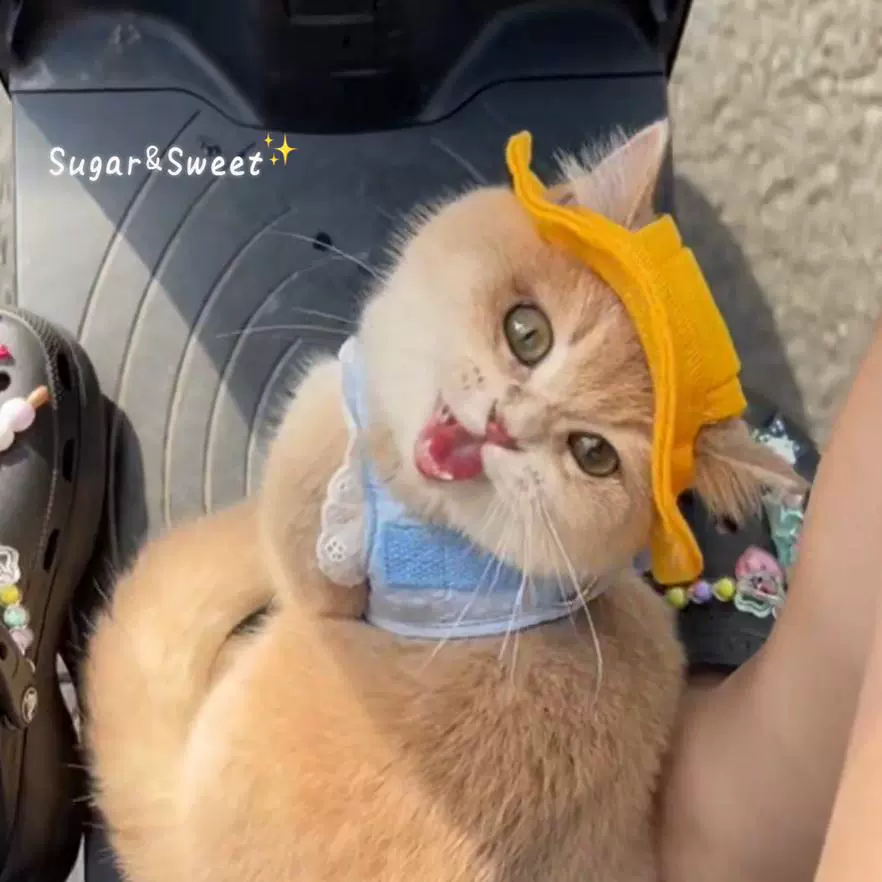 Милая маленькая желтая шляпа, шляпа для кошек, солнцезащитная шляпа для домашних животных, шляпа рыбака для собак на открытом воздухе, украшение на капюшоне, летняя милая