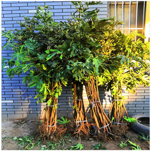 ̩���o�����Nֲ�S�� ����0.5����0.8����1����1.5���֟o��������