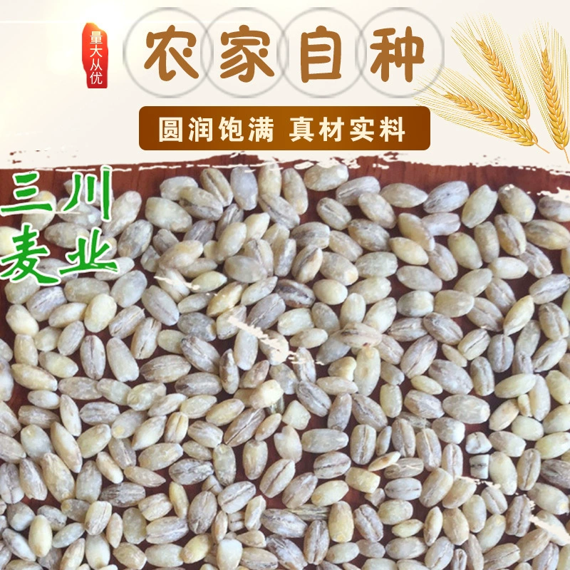 Поставка и продажа различных ядер ячменя.