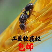 ʩ��ρ�^ �����ի@ρ ���w����Λρ2026���º� �ԷN�ӵ�Λρ ���]
