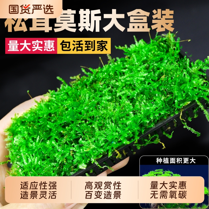 Moss Aquatic Plants, Real Matsutake Moss, Moss Box Slices, Special Driftwood for Aquarium Landscaping, Mousse Tree Decoration, Foreground Shade-Loving Plants Moss Aquatic Plants, Real Matsutake Moss, Moss Box Slices, Special Driftwood for Aquarium Landscaping, Mousse Tree Decoration, Foreground Shade-Loving Plants