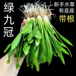 ���~�ŹھG�ʹ�����tˮ���~���쾰�b�ֲ����Բ�ˮ��Źڳ���