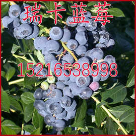 盆栽地栽蓝莓苗 瑞卡蓝莓 大果北高丛蓝莓树苗 口感甜 高产 耐寒