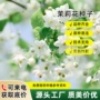 四季庭院开花盆栽种籽
