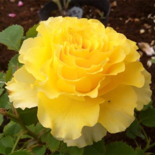 ����ؐ���¼������_��õ���ļ����Ի�������ֲ���ٱ��Nޱ����Gֲ