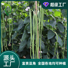 和利农富贵豆角四季原装蔬菜种子长豆角种子架豆芸豆豇豆菜种子