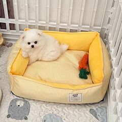 犬の巣猫の巣は冬に厚くて保温があります。