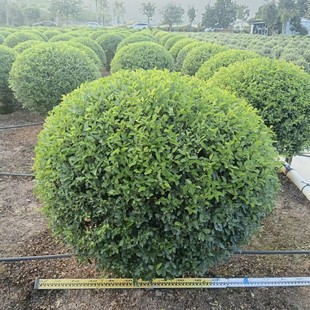 2512���Թ��� С�~Ůؑ���� 0.8-1.2�� ɽָ����  ͥԺ�e�����^