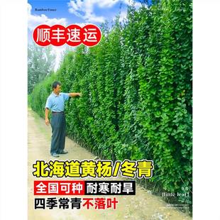 �������籱�����S���ֱ���h�ʠ�ͥԺ����ֲ���ļ������ͺ�����