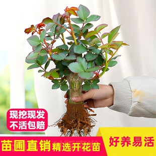 õ�廨������¼����Ԙ����ļ��_���Ϙ����㻨��ֲ���猦���ش�
