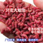 包邮大号鲜蛆肉蛆虫鲫鱼鲤鱼蛆虫野钓红蛆活蛆牙子白蛆鲫鱼垒德株