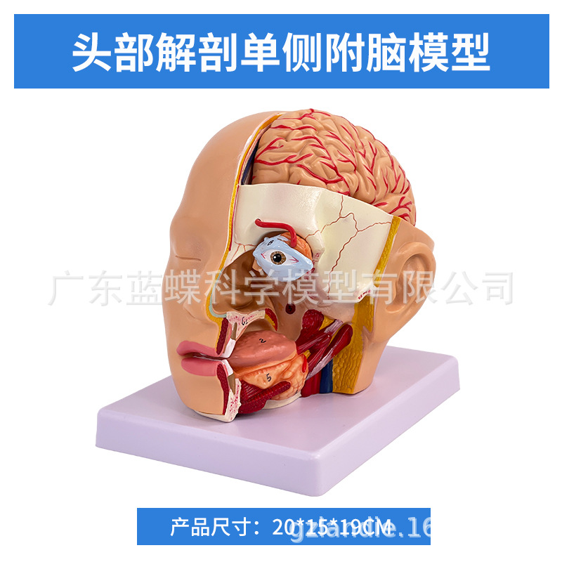 ��ѧ��������ͷ�����ʸ��Զ���ģ�� ͷ�в�����ͷ�Խ��ʿɲ�4����