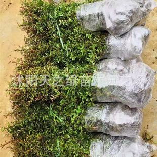 ��������辰���܈@�־G������t�������� �����辰�h�ʘ���