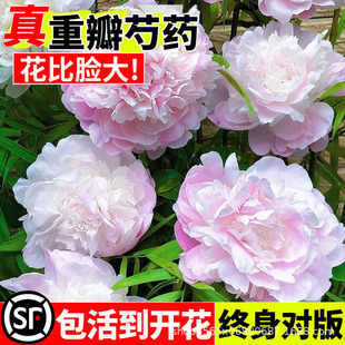 ��ș�N����ѿ�ذ����ͥԺ�Nֲĵ�����̨�ͺ�����ֲ��