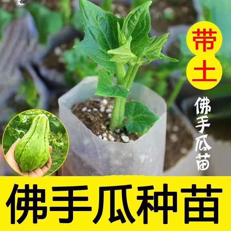 佛手瓜种瓜种苗种子种籽带芽新鲜发芽福寿瓜苗春季阳台盆栽蔬菜苗