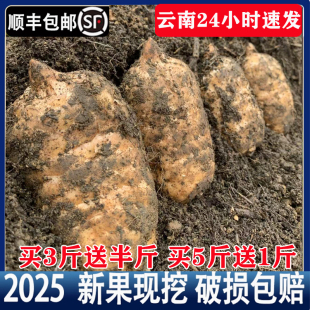 2025��S��ֱͨ�l����ͨ���r������Ϸ�Ұ���NֲС�݉άF���r����