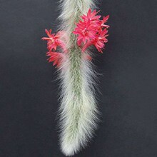 ��β�� ��β�� ����ֲ�� �҃����Ի� �̨�ܻ��Gֲ ֲ���Ϙ�