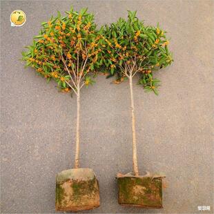 ֲ�九С�������ļ����԰��¹𻨾G���ļ��WУ���ܻ���_�����