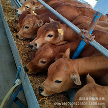 哪里有养殖肉牛犊饲养的改良小黄牛养殖 三百斤鲁西黄牛