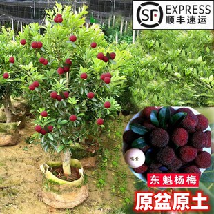 �޽Ӗ|����÷������÷���籭���Ϸ��Nֲ���Ե��Թ����箔��Y��