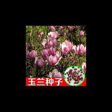 玉兰种子 籽 白玉兰 黄玉兰 广玉兰 红玉兰 紫玉兰 新玉兰树种子