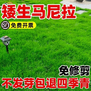 Manila Grass Seeds, Dwarf, Drought-Resistant, Pruning-Free, Evergreen, Four-Season Courtyard Greening Lawn Seeds, Slope Protection Turf Seeds