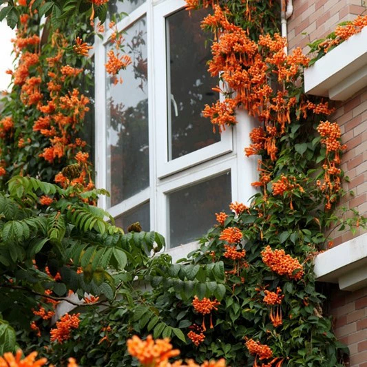 Вьющиеся цветы Мата Тенг Глициния Фейерверк Цветок Рассада Стена Двор Подоконник Вьющиеся растения Красный Фейерверк Рассада цветов