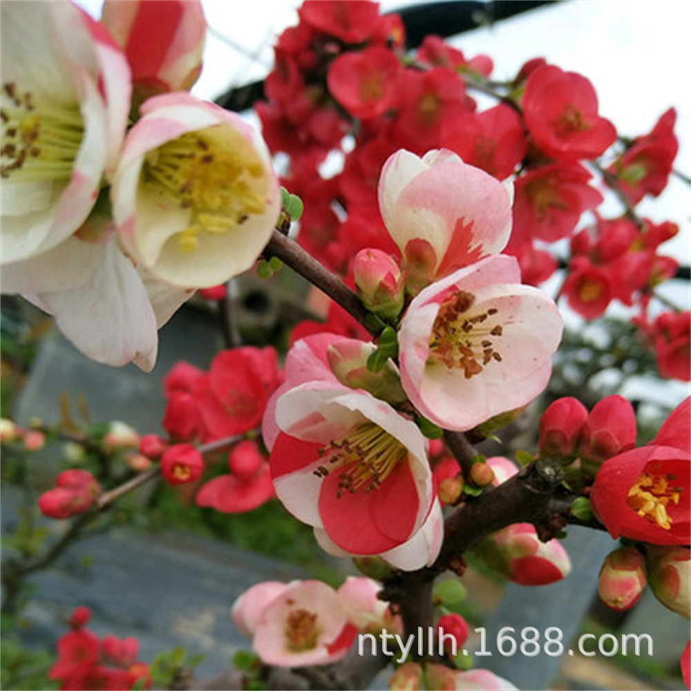 O1CN01qbf2jc1cmXUOQq6rB_!!2206