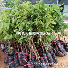 ���ۘ��m�޽�����ˮ�����烦�����Aʯ���Ϸ��ļ��Nֲ���Ԯ���Y��