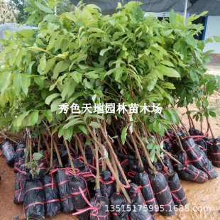 ���ۘ��m�޽�����ˮ�����烦�����Aʯ���Ϸ��ļ��Nֲ���Ԯ���Y��