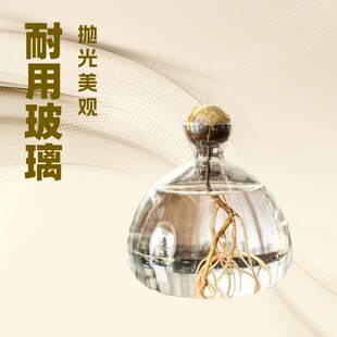 Japanese Avocado Hydroponic Glass Vase Seed Special Planting Vase Fruit Core Hydroponic Container Transparent Vase