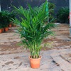 Sanjianflowing green planting potted flowers, rich tree potted money potted duck feet wooden potted piano leaf banyan potted plants